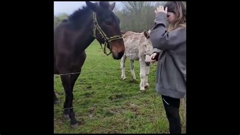 boxer gets shocked by electric fence|Dog Gets Shocked By Electric Fence & Donkey .